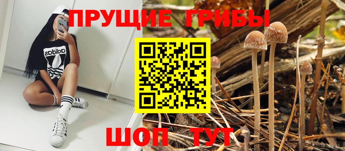 Александров  Псилоцибиновые грибы Magic Shrooms  цена   Вход с VPN 